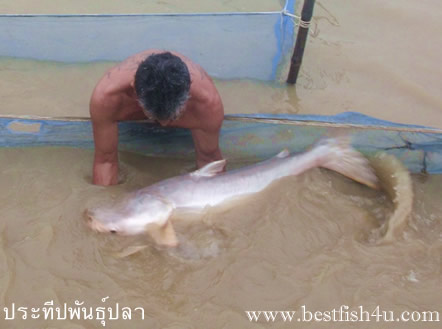 พ่อพันธุ์ปลาบึก ปลาบึก