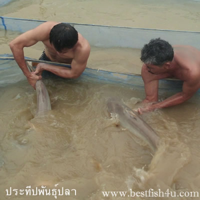 แม่พันธุ์ปลาบึก จำหน่ายพันธุ์ปลาบึก