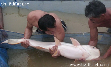 ปลาบึก การเพาะพันธุ์ปลาบึก