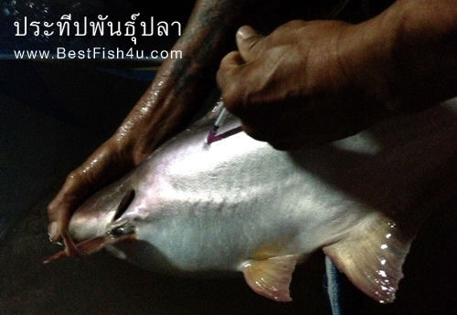 ฉีดฮอร์โมนแม่พันธุ์ปลาสวาย ฉีดฮอร์โมนแม่พันธุ์ปลาสวาย